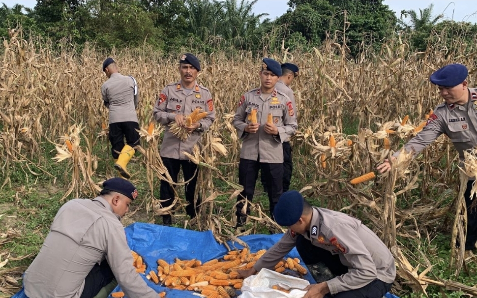 Brimob Aceh Panen 7 Ton Jagung di Trumon Tengah Brimob Aceh Panen 7 Ton Jagung di Trumon Tengah